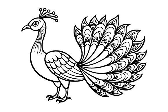 Outline Peacock Vector Design